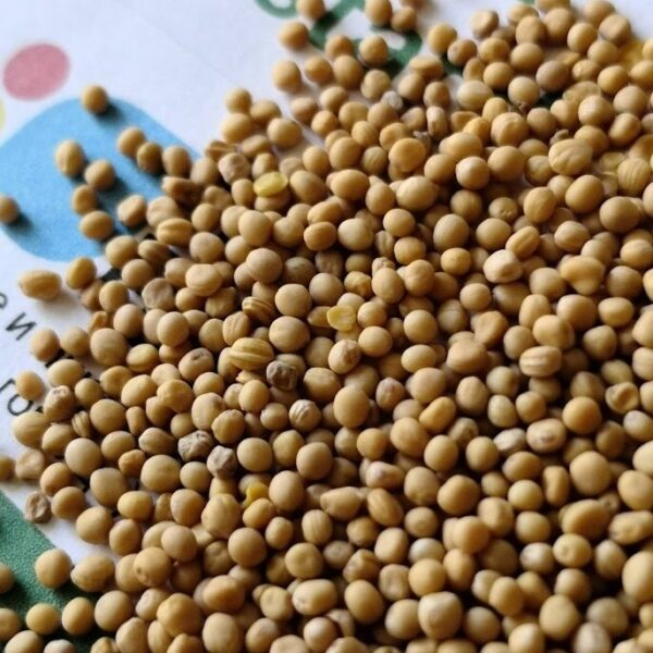Семена от бял синап (Organic White mustard) от Vita Yana