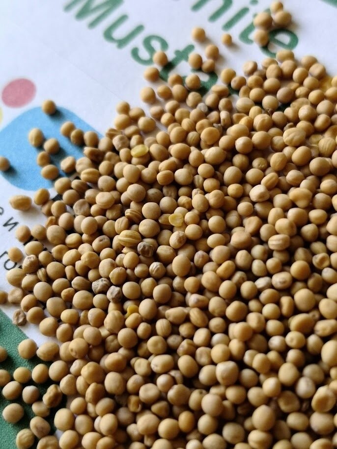 Семена от бял синап (Organic White mustard) от Vita Yana