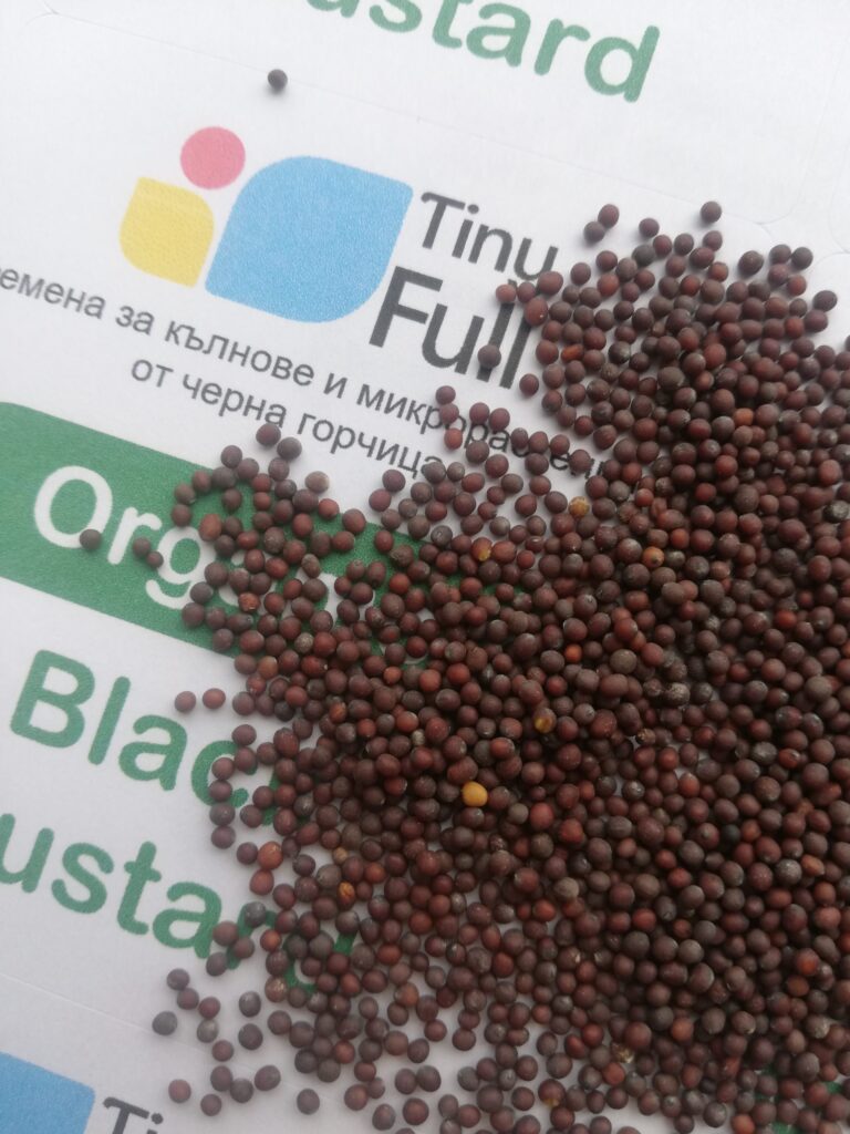 Семена от Черна Горчица (Organic Black Mustard) от Vita Yana