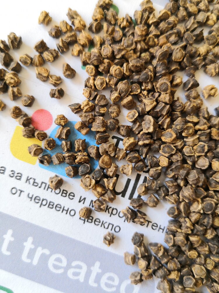 Семена от Червено Цвекло (Beet Red) | Vita Yana Семена от Червено Цвекло (Beet Red) от Vita Yana