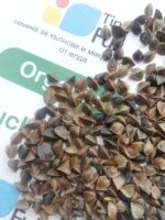 Семена от Елда (Organic Buckwheat) от Vita Yana