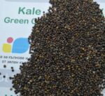 Семена от зелен Кейл (Green Curly Kale) от Vita Yana