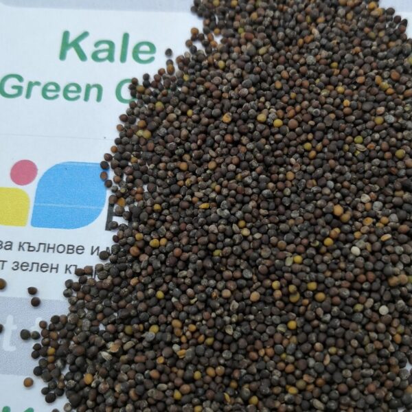 Семена от зелен Кейл (Green Curly Kale) от Vita Yana