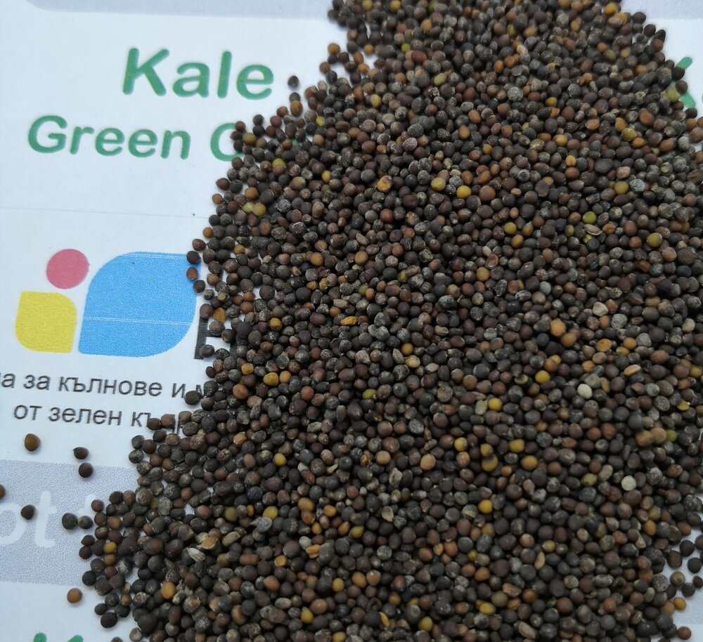 Семена от зелен Кейл (Green Curly Kale) | Vita Yana Семена от зелен Кейл (Green Curly Kale) от Vita Yana